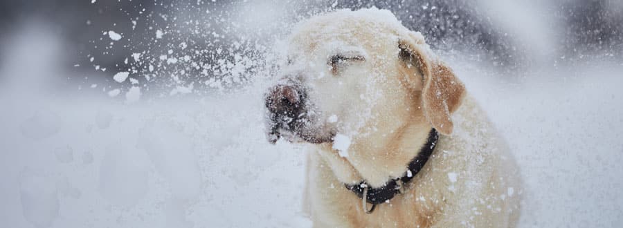 Ville de Lachute | Licence pour chiens