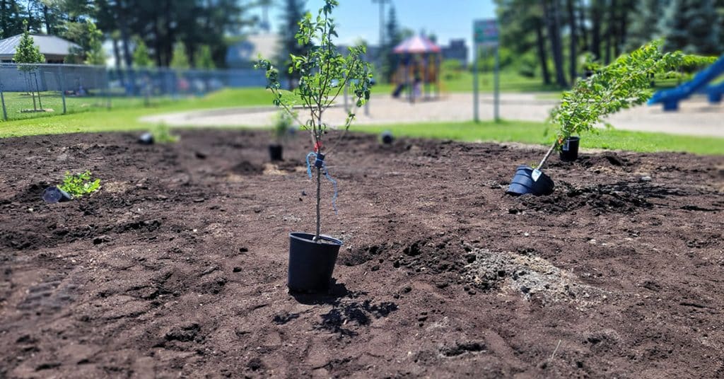 Budget participatif 2023 – Photos plantation projet Arbres fruitiers