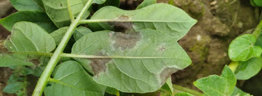 Milidou de la pomme de terre et de la tomate | Crédit photo : Jacynthe Paré, Services-conseils Profiteausol