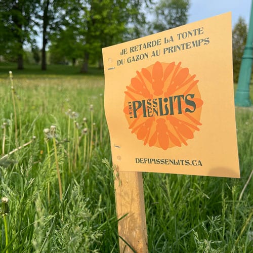 Défi pissenlits - Ville de Lachute